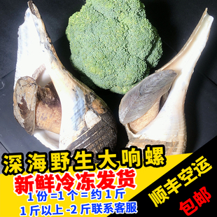 福建海鲜野生大香螺500g鲜活冷冻超大海螺贝壳深海新鲜水产大响螺