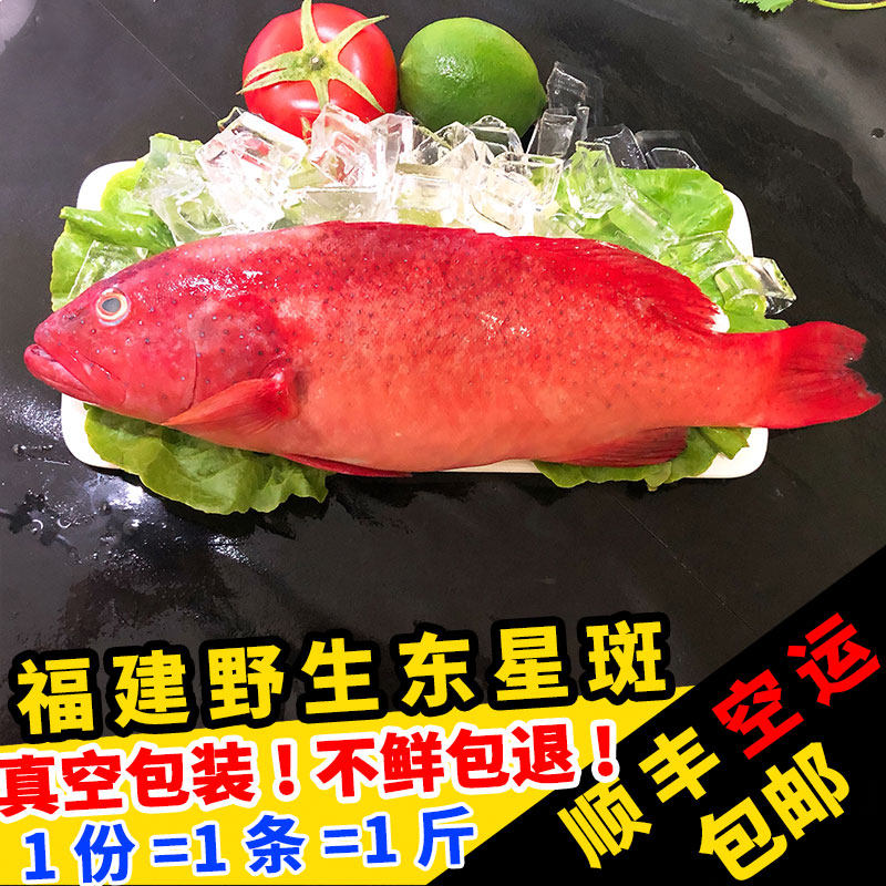 闽丰渔新鲜东星斑鱼鲜活冷冻福建海鲜水产石斑红鱼深海斑鱼500g