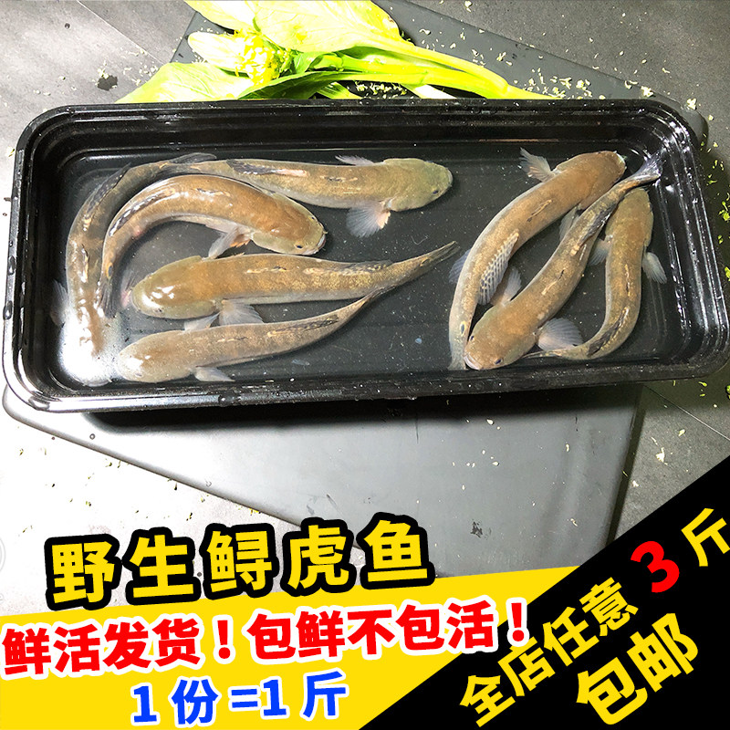 闽丰渔野生鲟虎鱼鲜活500克福建海鲜孕妇宝宝辅食新鲜涂鳗海鱼