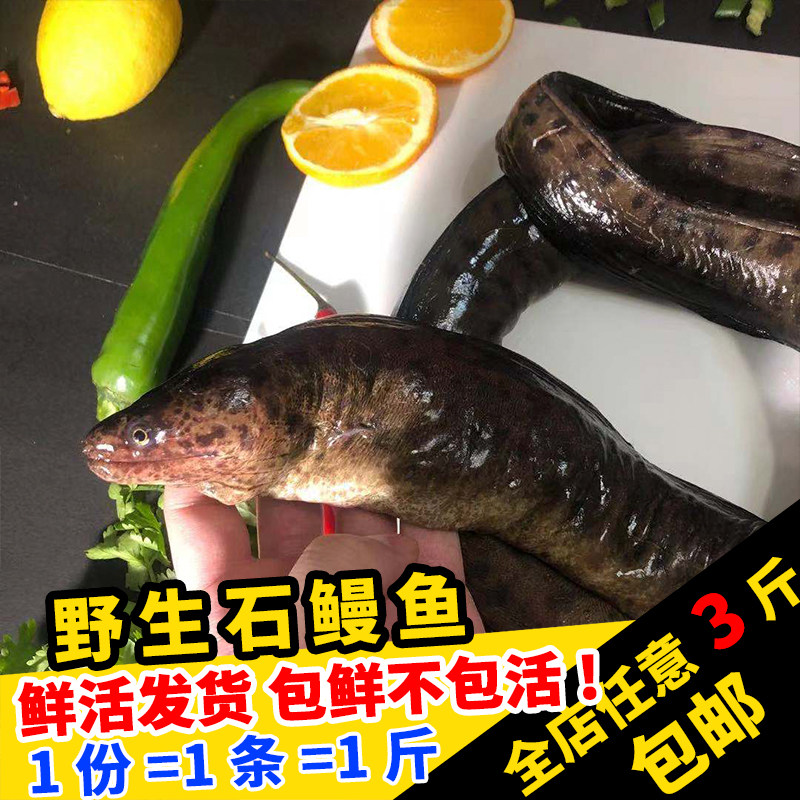 野生石鳗鱼500克闽丰渔当天现捕鲜活发货特大整条虎鳗黑鳗钱鳗鱼
