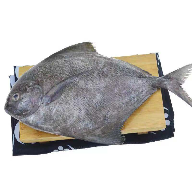 闽丰渔野生特大鲜活黑鲳鱼500克2条福建海鲜新鲜冷冻仓鱼扁鱼海鱼