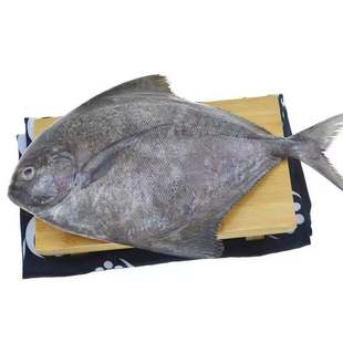 闽丰渔野生特大鲜活黑鲳鱼500克2条福建海鲜新鲜冷冻仓鱼扁鱼海鱼
