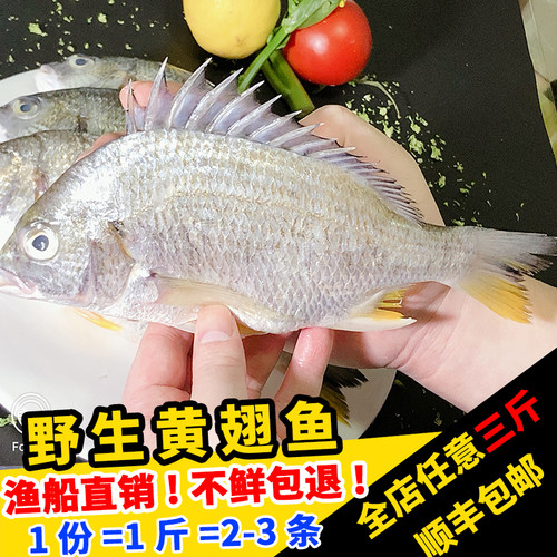 闽丰渔野生鲜活黄翅鱼500克福建海鲜海钓新鲜冷冻黄赤鱼黄鳍鲷