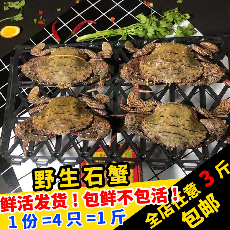 闽丰渔福建野生大石蟹500g4只鲜活特大花盖蟹新鲜冷冻螃蟹梭子蟹