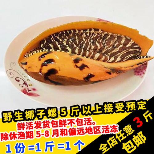 鲜活冷冻超大椰子螺黄螺海螺冷冻