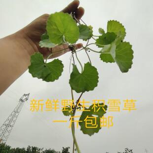 广西新鲜积雪草新鲜雷公根新鲜 新鲜崩大碗 老积雪草顺丰包邮