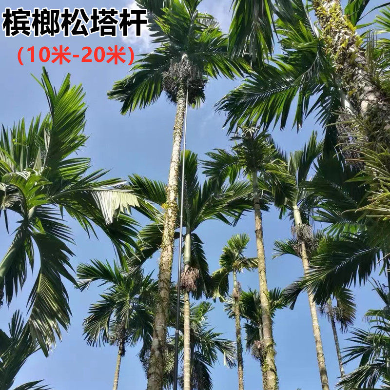 碳素碳纤维抄网竿槟榔杆摘割松塔神器两用杆子9/15/18/20米伸缩杆