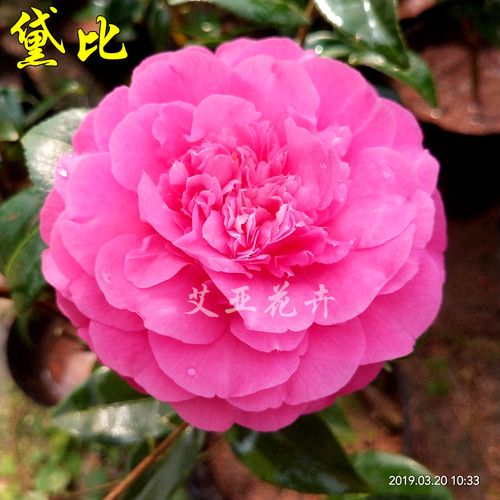 黛比茶花名贵大花型文瓣艾亚基地
