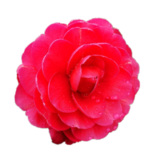 情人节山茶花树苗名贵品种福建龙岩室内盆栽阳台花卉庭院绿植新品