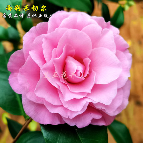 艾亚基地西利米切尔茶花盆栽名贵