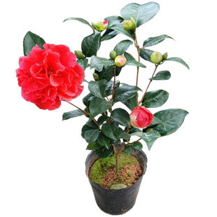 克瑞墨大牡丹大花型茶花盆栽树苗山茶室内绿植阳台花卉浓香味精选