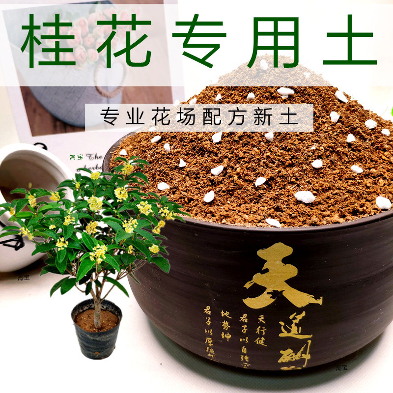 艾亚花卉基地配方新土易生根！图片