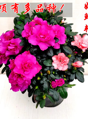 紫色杜鹃花盆栽花卉名贵福建基地双色粉色带花苞客厅阳台绿植热卖