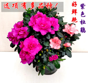 紫色杜鹃花盆栽花卉名贵福建基地双色粉色带花苞客厅阳台绿植热卖