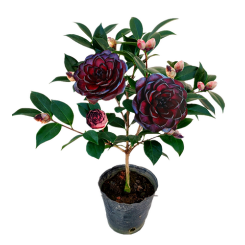 茶花