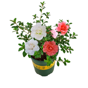 五宝绿珠杜鹃花盆栽庭院树苗室内绿植阳台花卉一树多色名贵品种苗