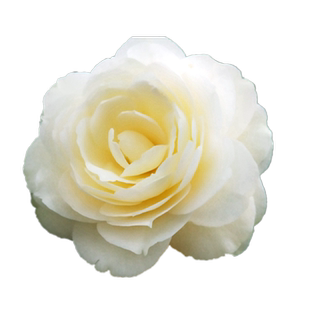 黄达茶花盆栽树苗金丝雀黄色花名贵品种山茶阳台花卉庭院植物精选