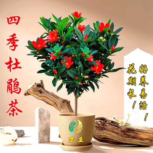 四季茶花花期超长好养易活
