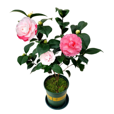 乔伊茶花盆栽名贵大花型早期花