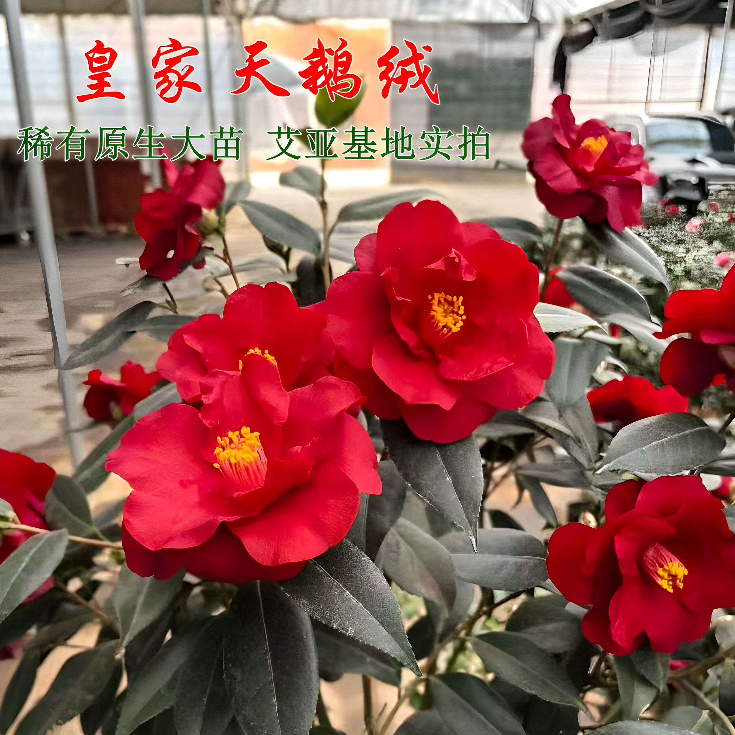 艾亚基地原生大苗皇家天鹅绒茶花