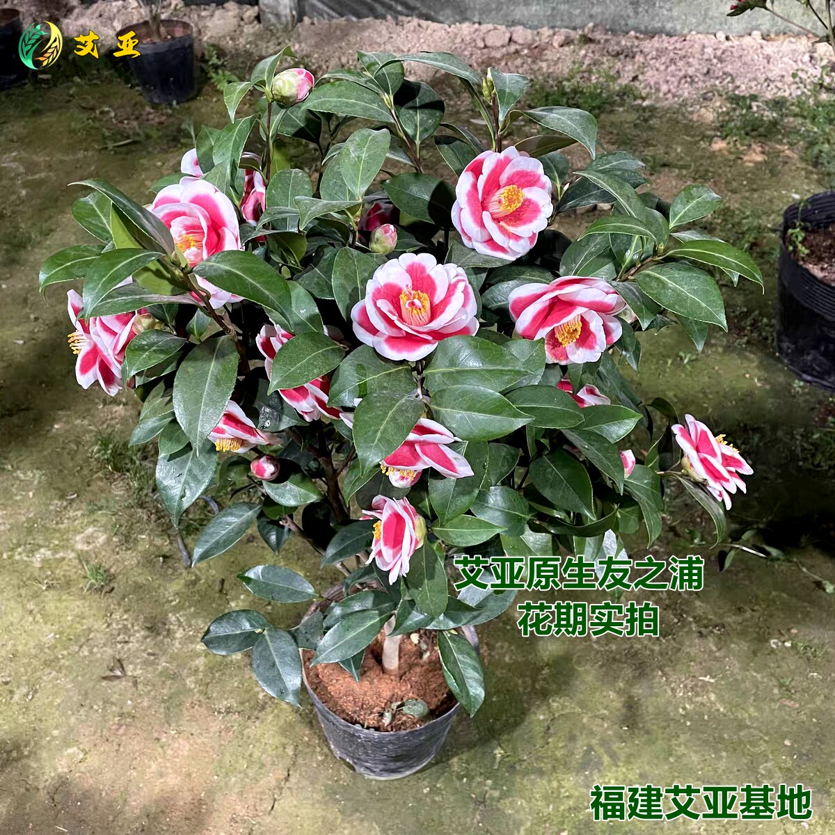 名贵品种花色奇特精选品质