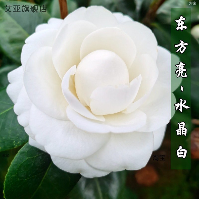 东方亮茶花盆栽树苗水晶白色耐种品种阳台花卉庭院大棵精选好养