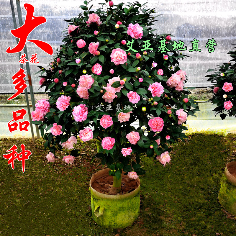 大棵山茶花树盆栽传统品种阳台绿植庭院大型造型树苗花卉基地精选