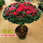 西洋比利时杜鹃花盆栽花期超长不断室内客厅净化空气花卉好养易活