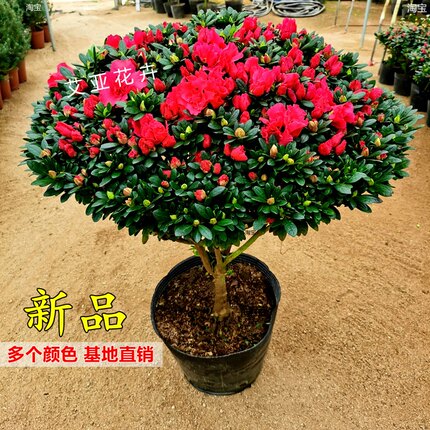 西洋比利时杜鹃花盆栽花期超长不断室内客厅净化空气花卉好养易活