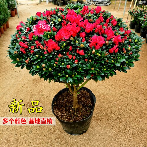 杜鹃花盆栽花期长花苞多基地直销
