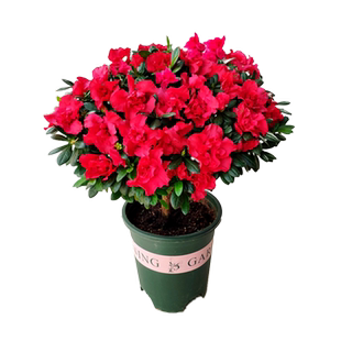 杜鹃花盆栽带花苞福建基地西洋比利时室内树苗阳台花卉老桩苗好养