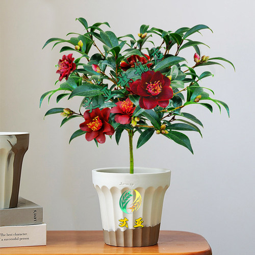 黑骑士山茶花盆栽黑红色花量大！