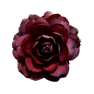 黑魔法茶花观花观叶阳台花卉室内盆栽庭院大型树苗开黑红色花精选