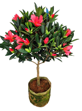 四季茶花花期超长好养易活