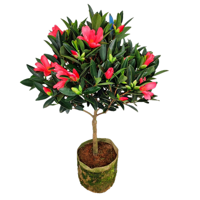 四季茶花花期超长好养易活