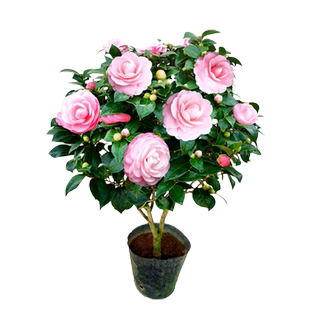 宫粉茶花小桃红广东粉经典老品种室内盆栽花卉庭院大型绿植苗精选