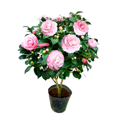 宫粉山茶花盆栽树苗经典老品种！