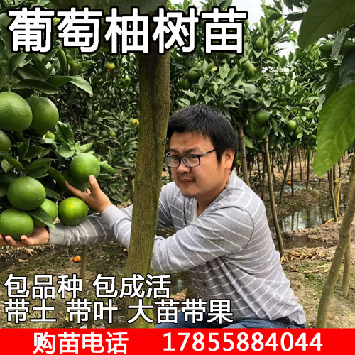 柚子叶盆栽多少钱 柚子叶盆栽价格 小麦优选 柚子叶盆栽多少钱 柚子叶盆栽价格 小麦优选