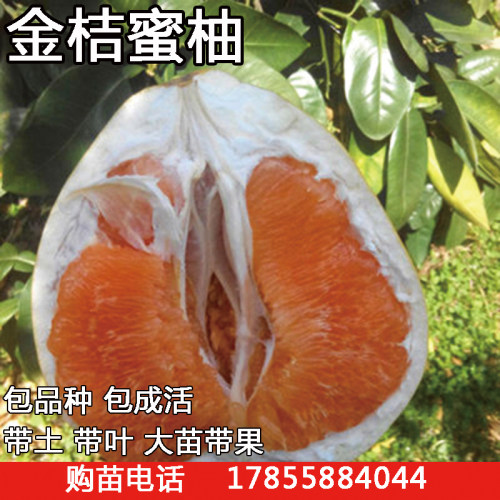 柚子叶盆栽价格 柚子叶盆栽图片 星期三 柚子叶盆栽价格 柚子叶盆栽图片 星期三