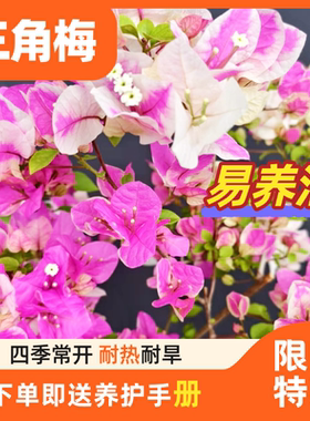 稀有品三角梅四季开花绿红樱带花苞盆栽阳台好养植物