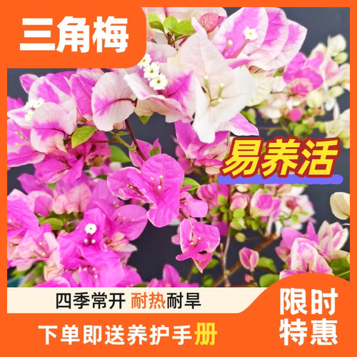 稀有品三角梅四季开花绿红樱带花苞盆栽阳台好养植物