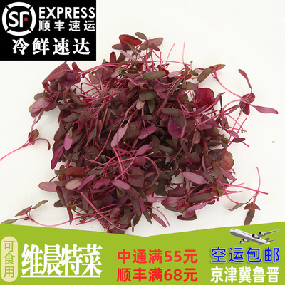 新鲜芽苗菜 火红苗 可食用西餐摆盘装饰花草 酒店冷菜装饰菜点缀