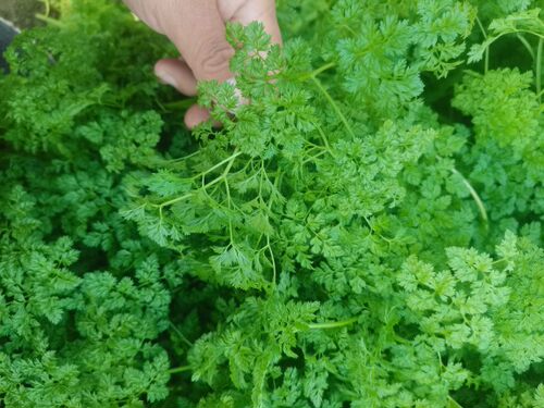 新鲜细叶芹 西餐香料  雪维菜 有喙欧芹 酒店西餐摆盘点缀