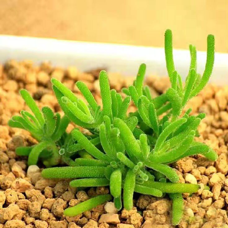 新鲜雪山仙草摆盘装饰用