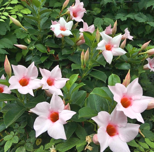 春野植艺自育新品飘香藤奶油兔耐热耐阴攀援爬藤植物花期长双喜藤
