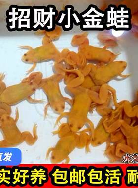招财小金蛙活体水族宠物好养