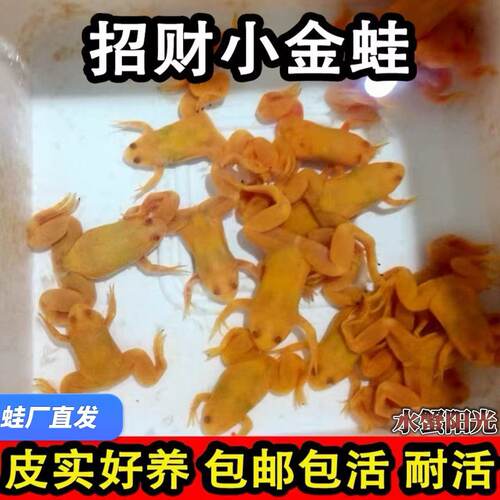 招财小金蛙活体水族宠物好养
