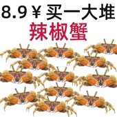 观赏蟹辣椒蟹桌面宠物鱼缸迷你蟹耐活淡水螃蟹深水蟹草缸除藻活体