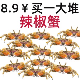 观赏蟹辣椒蟹桌面宠物鱼缸迷你蟹耐活淡水螃蟹深水蟹草缸除藻活体