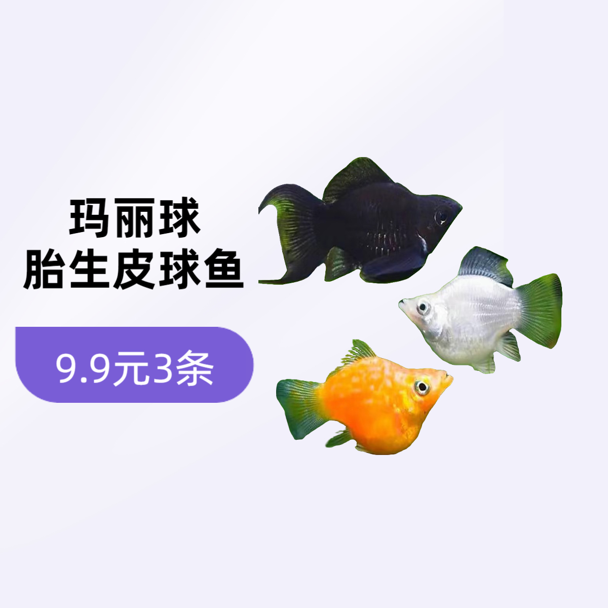 玛丽鱼小型鱼胎生鱼带孕母繁殖小鱼玛丽球热带鱼观赏鱼皮球鱼